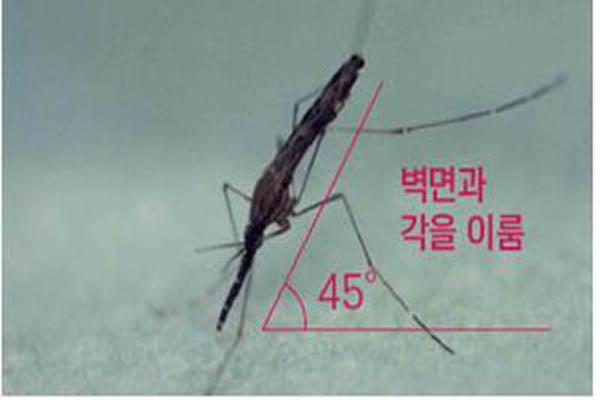 You are currently viewing 올해 첫 말라리아 ‘경보 발령’… 발열, 오한 등 말라리아 증상 발생