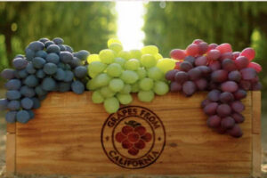 Read more about the article 캘리포니아 포도, 청포도 적포도 블랙사파이어 캔디하트